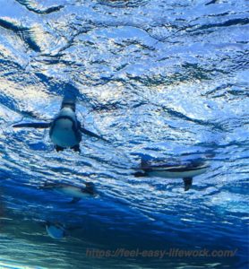 空飛ぶペンギン　サンシャイン水族館